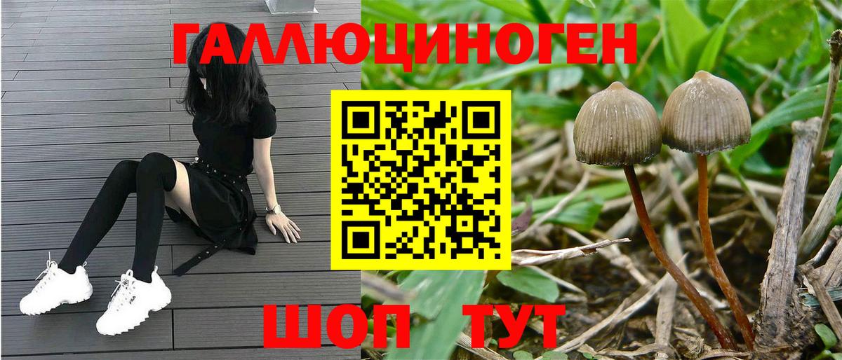 Псилоцибиновые грибы Psilocybine cubensis  Вход с VPN  Пугачёв 
