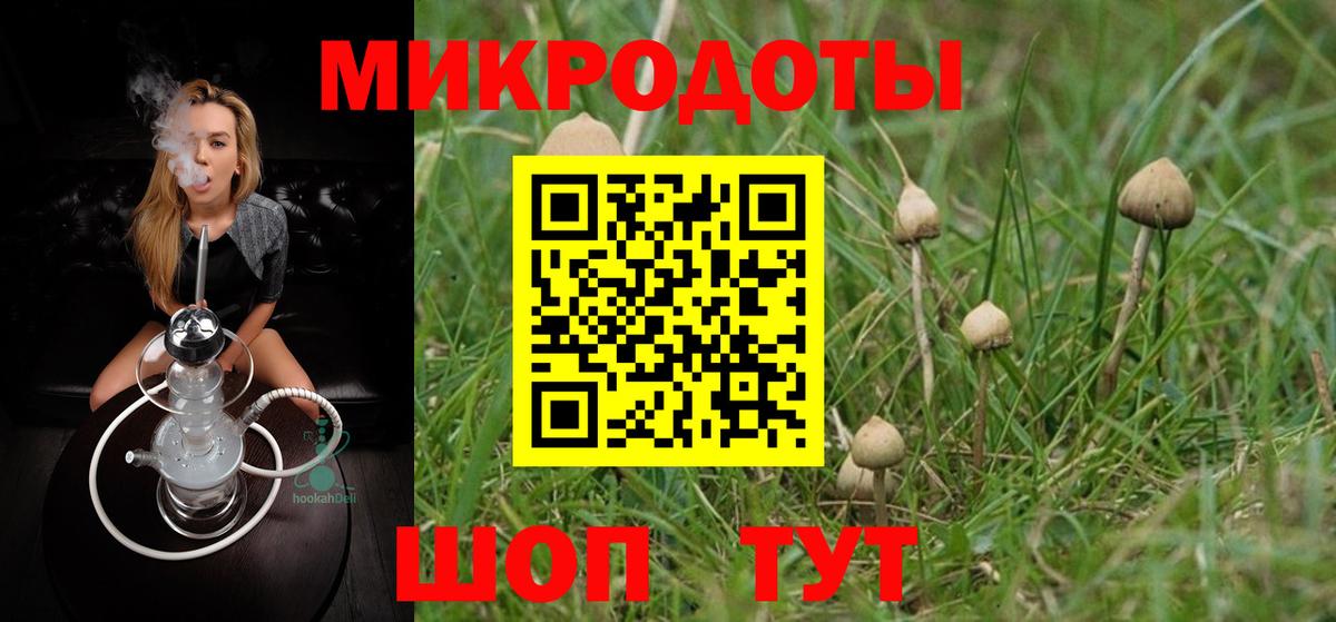 Псилоцибиновые грибы Psilocybe Пугачёв